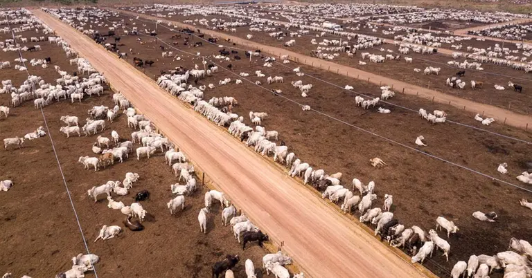 অস্ট্রেলিয়ার একটি গরুর খামার
